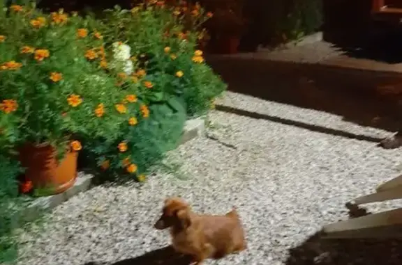 Пропала собака в Каменском, МО - photo