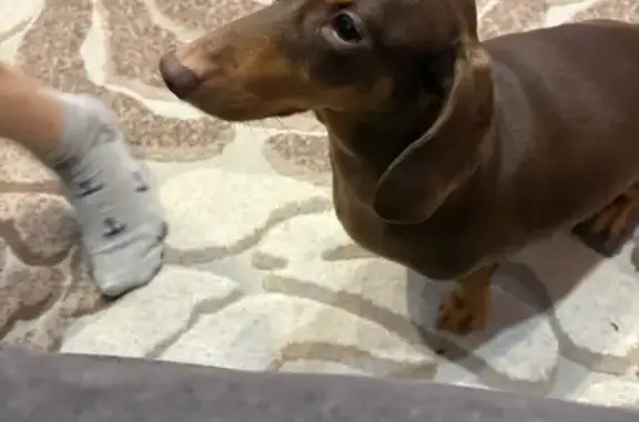 Пропала собака, Карагайлинский, Кемерово - photo