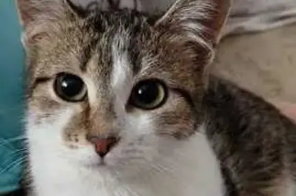 Пропала кошка, Спас-Клепики, ул. Московская, 25А - photo