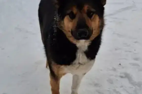 Найдена собака, Ханты-Мансийск, фото: Найдена собака, Ханты-Мансийск, 71-100Н-2903