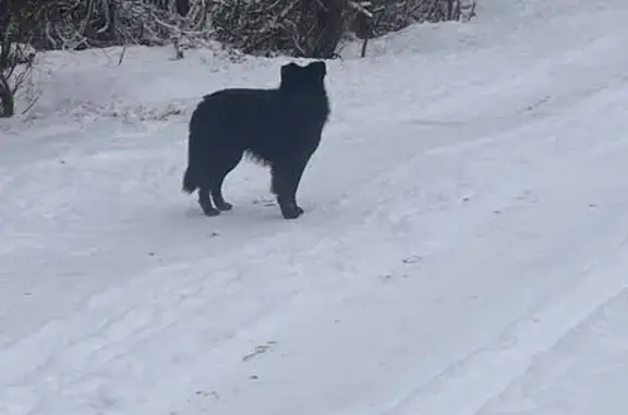 Объявления о пропавших и найденных животных, Ворша, фото: Собака найдена на Цветочной улице, Ворша