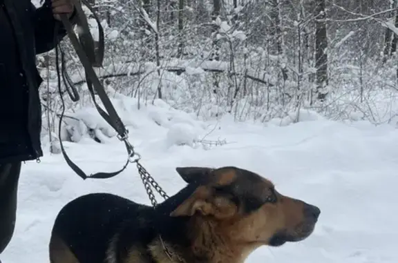 Найдена собака, Москва, фото: Собака найдена: Лосиноостровская ул., Москва