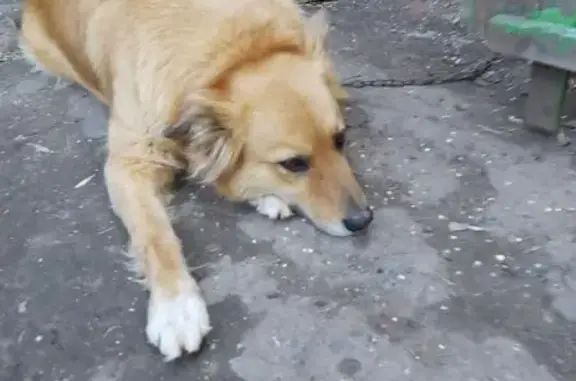 Пропала собака, Ленинская ул., Самара - photo