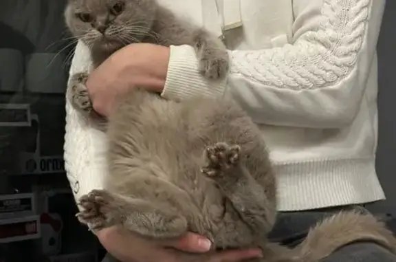 Найдена кошка, Калининград, фото: Кошка найдена: ул. Суворова, Калининград