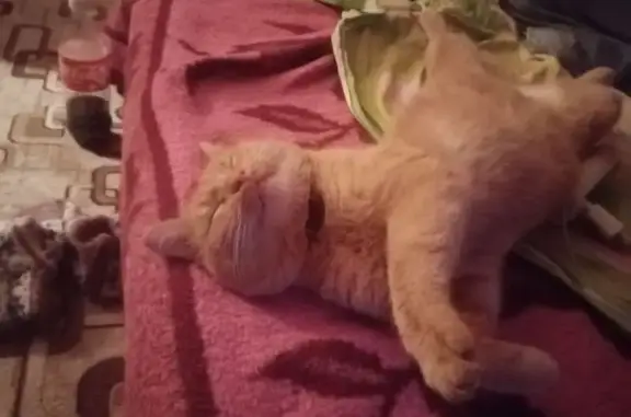 Пропала рыжая кошка, ул. Дружбы, 5 - photo