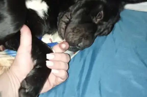 Пропала собака на Печёрского, 11, Ростов - photo