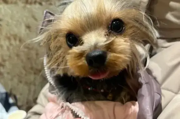 Найдена собака, Хабаровск, фото: Собака найдена: Льва Толстого 19/9, Хабаровск