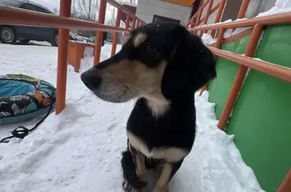 Найдена собака, Стерлитамак, фото: Собака найдена: Коммунистическая 84, Стерлитамак