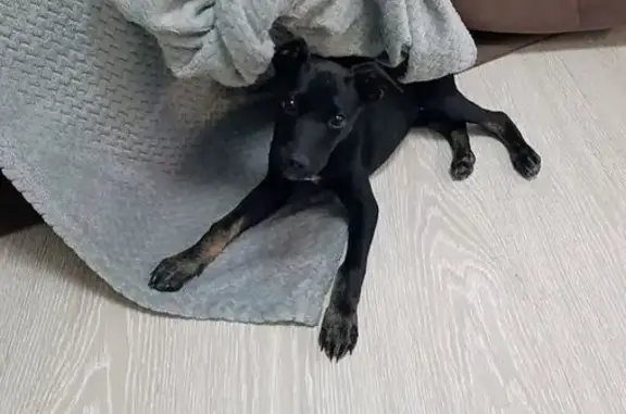 Найдена собака, Анапа, фото: Найдена собака, Анапа, Солнечная 38 к5