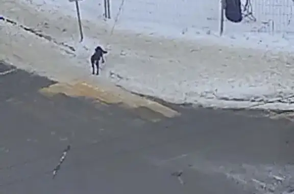 Найдена собака, Уфа, фото: Собака найдена: Уфа, Коммунистическая, 67