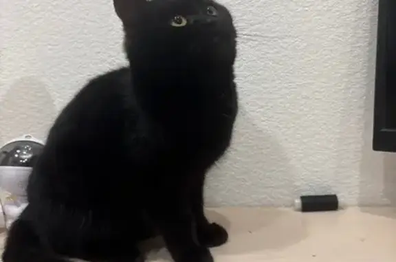 Найденные животные Липецк, фото: Кошка найдена, ул. Стаханова 71, Липецк