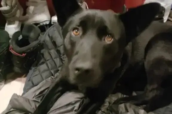 Найдена собака, Солнечногорск, фото: Найдена собака, МО.