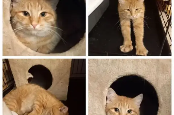 Найдена кошка, Бирюлинского зверосовхоза, фото: Кошка Барон ищет дом, Светлая ул., 15