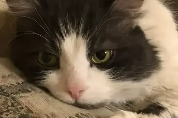 Пропала кошка, ул. Фрунзе, Супонево - photo