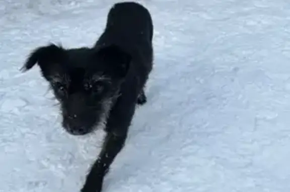 Найдена собака, Тамбов, фото: Собака найдена: ул. Базарная, Тамбов