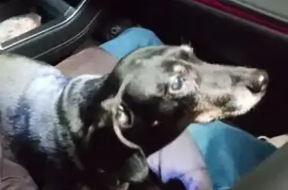 Найдена собака, садовое товарищество Бор, фото: Такса найдена в Домниково, 3