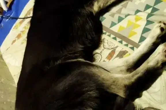 Пропала собака, ул. Барбюса, 80, Чел. - photo