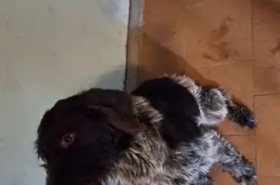 Найдена собака, Бологое, фото: Собака найдена: западный мкр, дом 5, Бологое