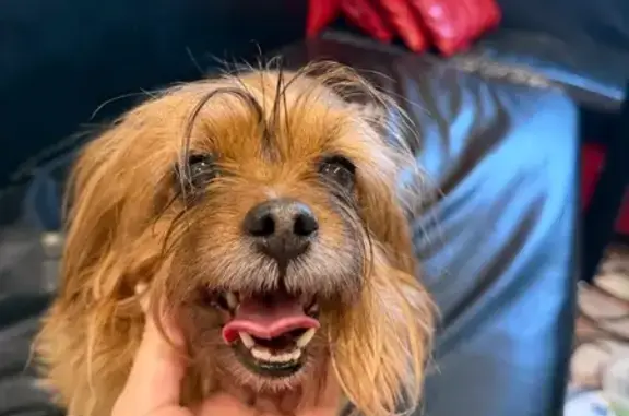 Найдена собака, деревня Булычёво, фото: Собака найдена: Булычёво, 7/3