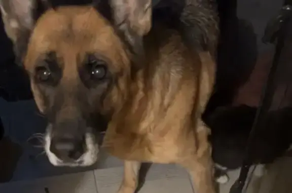 Пропала овчарка, ул. Толи Масалова, 43 - photo