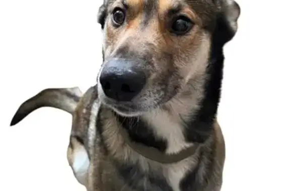 Найдена собака, Казань, фото: Найден пёс, улица Родины, Казань