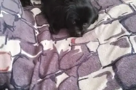 Найдена собака, Энгельс, фото: Собака найдена: пл. Свободы, 22, Энгельс