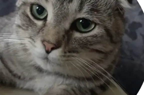 Пропал кот, Бийская улица, 13, Уфа - photo