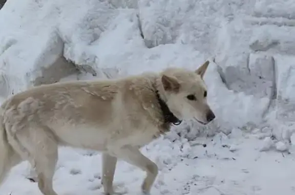 Найдена собака, Тула, фото: Светлая собака найдена у кафе Сим-Сим
