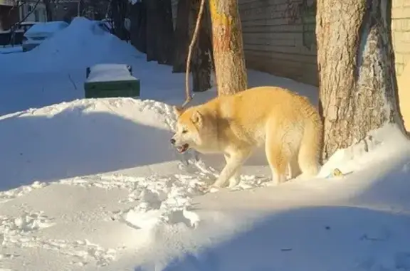 Найдена собака, Саратов, фото: Акита найдена на Соколовая 44/62, Саратов