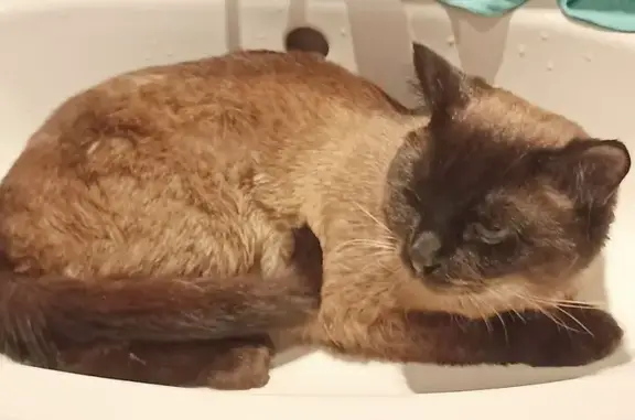 Найдена кошка, Москва, фото: Найден тайский кот, Инженерная ул. 32