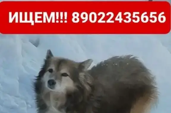 Пропала собака на Ладожской, 24, Иваново - photo