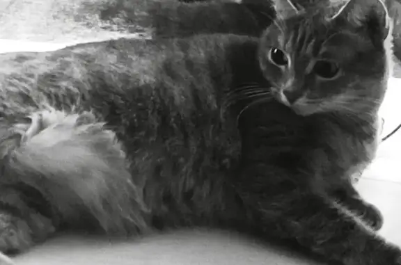 Пропала кошка, Высокая ул. 2, Павлово - photo