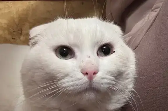 Пропал белый кот, 54 Покров - photo