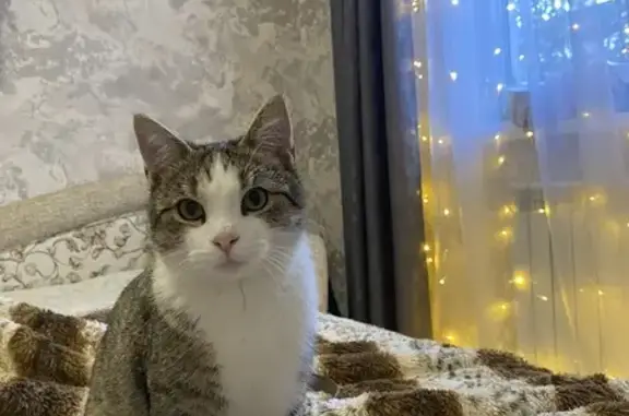 Пропала кошка, Луговая ул., Кабардинка - photo