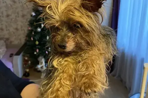 Найдена собака, Павловский Посад, фото: Собака найдена на Корневской, 11, Павловский Посад