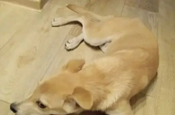 Найдена собака, Омск, фото: Найдена собака, Омск, 2-я Поселковая, 2