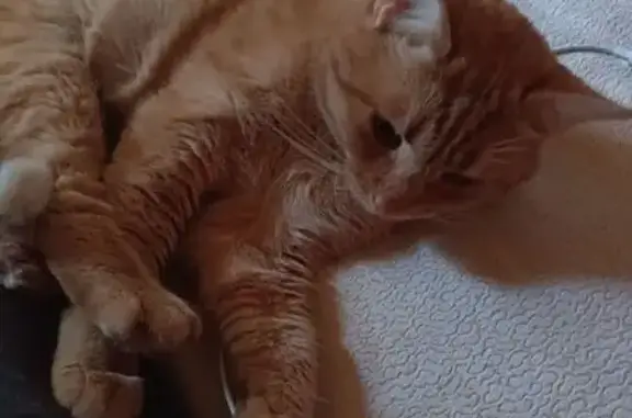 Пропала кошка, Добрая ул. 71, Гостилицы - photo