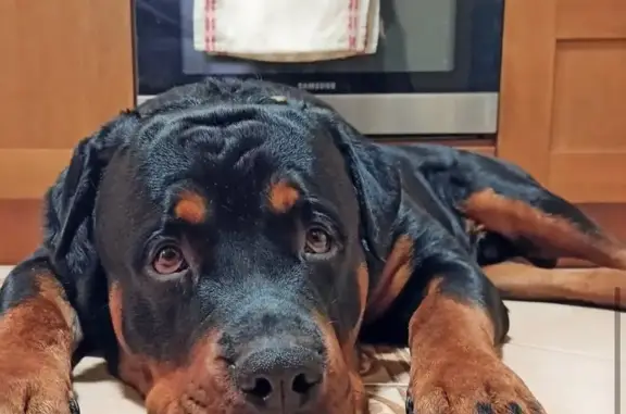 Собаки потеряшки, Самара, фото: Потеряшка собака Султан, Самара