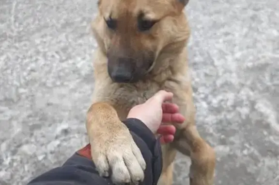 Найдена собака, Абакан, фото: Найдена собака, ул. Некрасова, Абакан