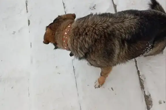 Найдена собака, Уфа, фото: Пропала собака, Уфа, Башкортостан