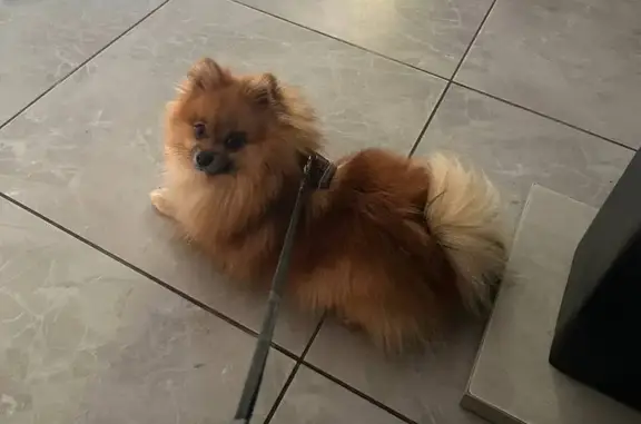 Пропала собака, ул. Максима Горького, Ростов - photo