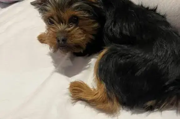 Найдена собака, Тимашевск, фото: Найдена собака, ул. Вокзальная, Тимашёвск