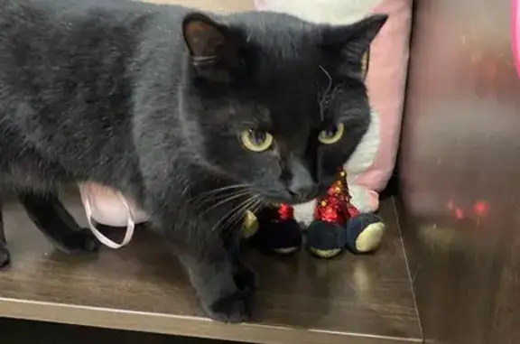 Объявления о пропавших и найденных животных, Абакан, фото: Черная кошка найдена, Некрасова 25, Абакан