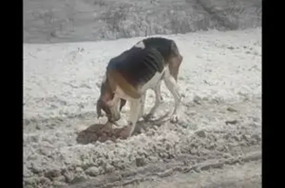 Найдена собака, Элиста, фото: Найдена собака на объездной дороге Элисты