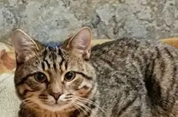 Пропала кошка, ул. Гагарина, 155, Самара - photo