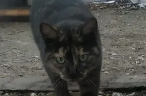 Найдена кошка, Барнаул, фото: Кошка найдена на ул. Георгия Исакова, Барнаул