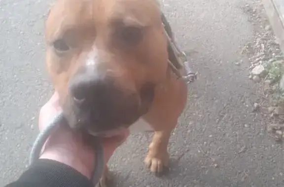 Найдена собака, Краснодар, фото: Найдена собака, Кожевенная 51, Краснодар