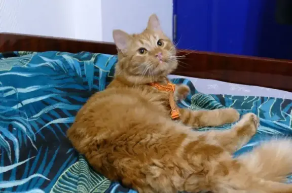 Найдена кошка, Ростов-на-Дону, фото: Найден кот на Соколова 52а, Ростов-на-Дону