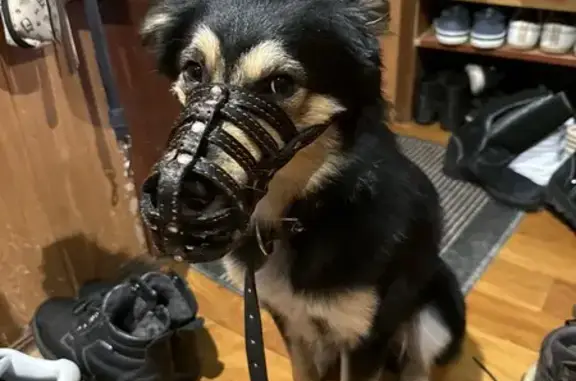 Найдена собака, Нижний Новгород, фото: Собака найдена: Коломенская ул, 8 к2, НН