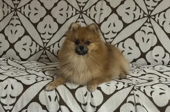 Пропал шпиц, ул. М. Горького, Ростов-на-Дону - photo